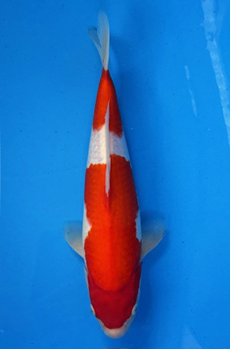 50001 Kohaku