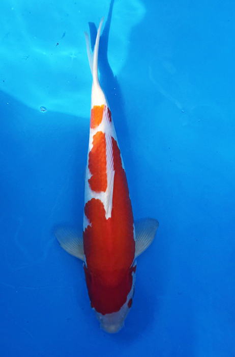 50007 Kohaku