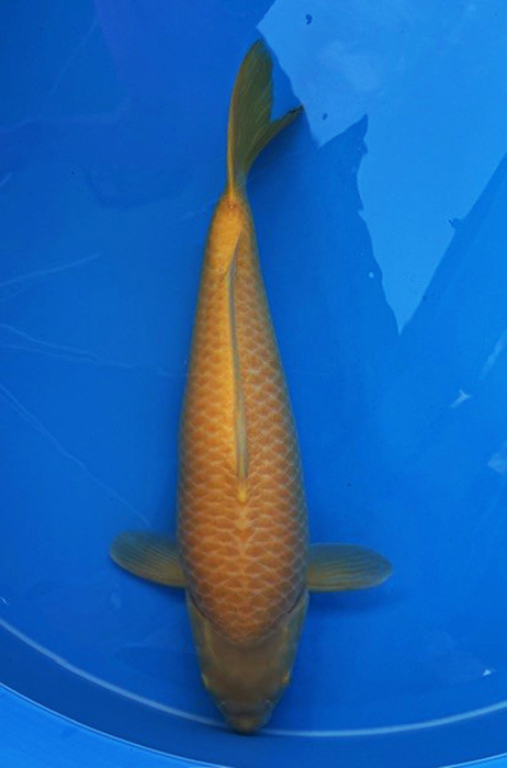 20008 Karashigoi 60cm