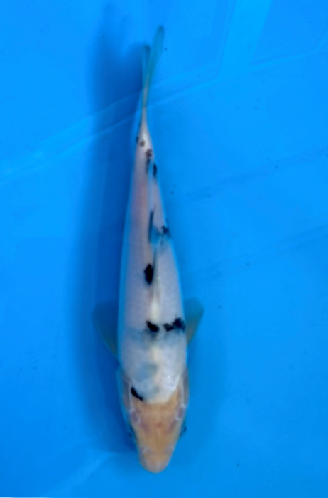 50011  Bekko  25 cm Tosai