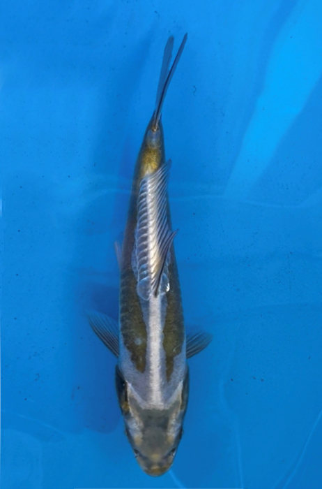 50012Metallic Doitsu Ochiba 30 cm Jumbo Tosai