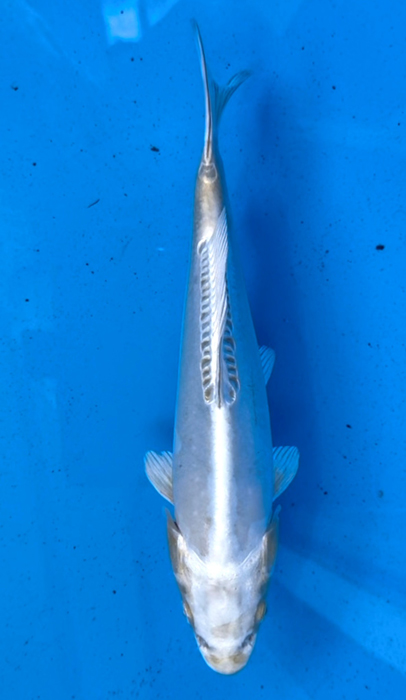 50013  Metallic Doitsu Ki Ochiba.  28 cm Jumbo Tosai
