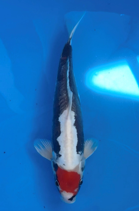 50014  Beni Kumonryu 43 cm  Nisai Male