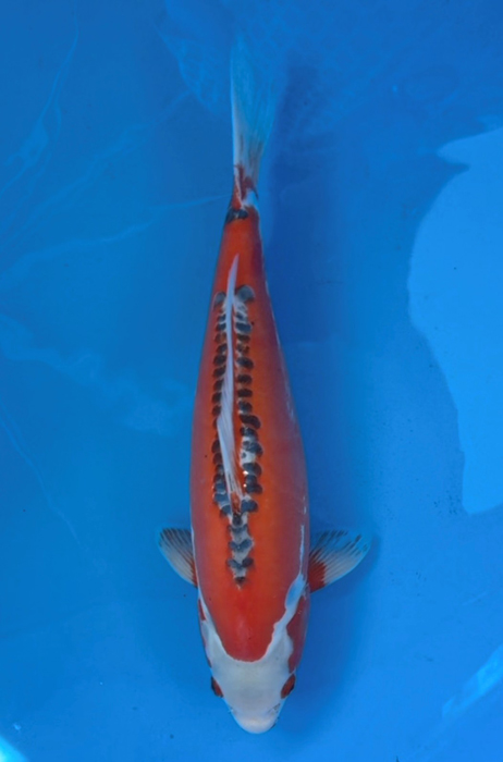 50015 Shusui 42 cm Female