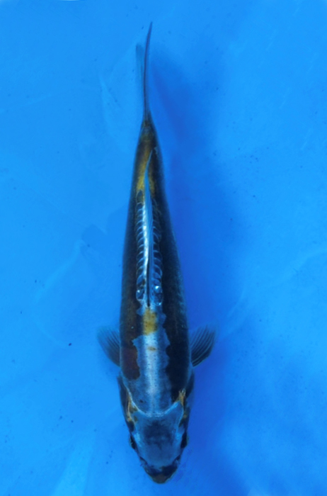 50016 Doitsu Metallic Ochiba 30 cm Jumbo Tosai