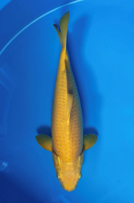 50017 Karashigoi 52 cm Nisai Female