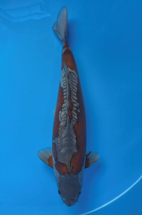 50018 Doitsu Ochiba 59 cm Male