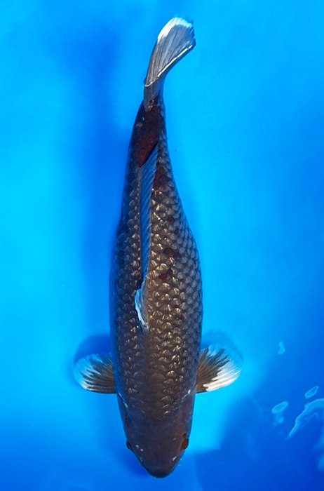 50019 Unique Koi 59cm Weiblich