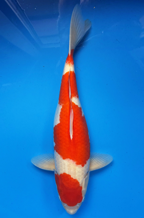 50020 Kohaku 58 cm Sansai Female