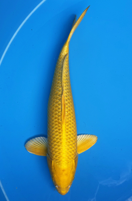 50021 Yamabuki 52 cm Sansai Male