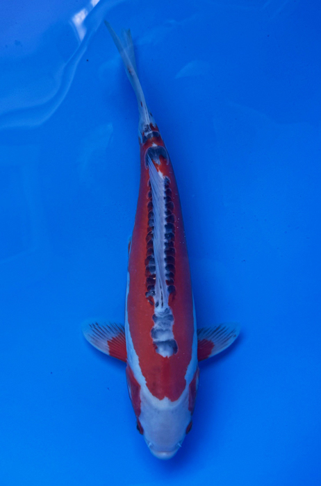 50024  Shusui  36 cm Jumbo Tosai