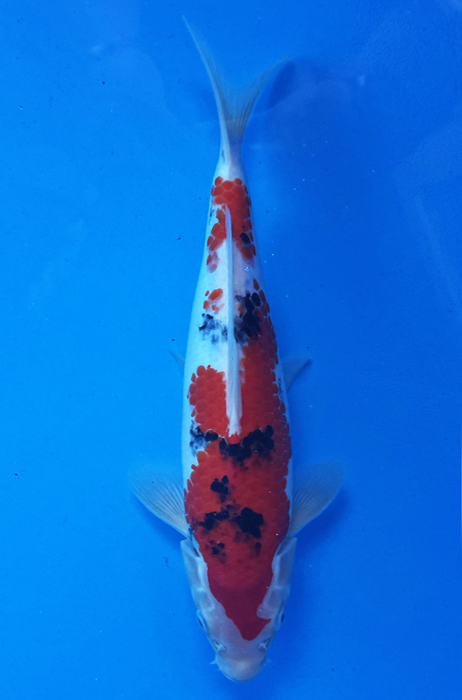 50025 Sanke 32 cm  Jumbo Tosai 90% female