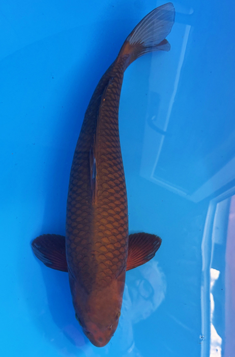 50026  Chagoi  63 cm  NIsai Female