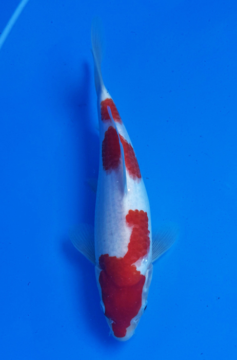 50027  Kohaku 27 cm Jumbo Tosai 90% female