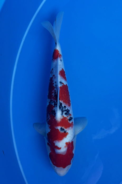50028  Sanke 38 cm Nisai  Female