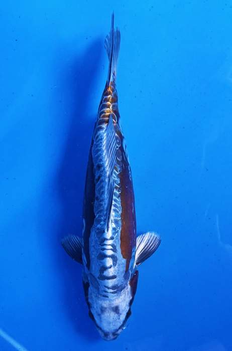 50029  Silver Metallic Doitsu Ochiba 34 cm Jumbo Tosai 90% female