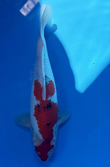 50030 Sanke 31 cm Jumbo Tosai