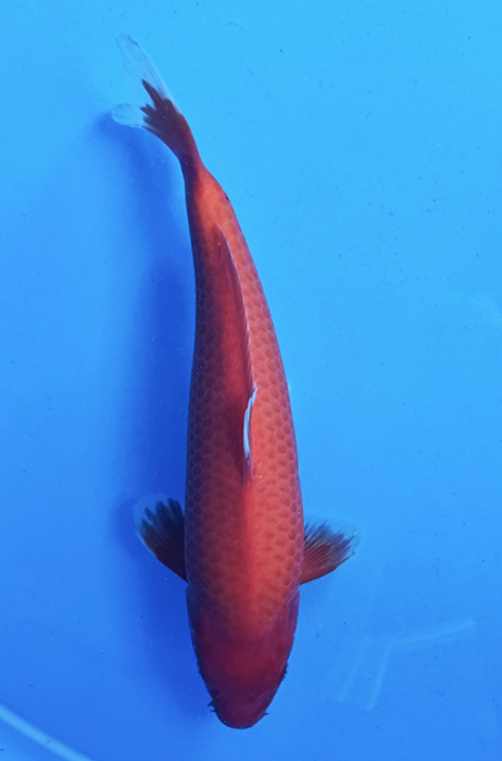 50031  Aka Hijiro 31 cm Jumbo Tosai 90% female