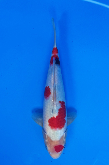50032 Sanke 32 cm Jumbo Tosai 90% female