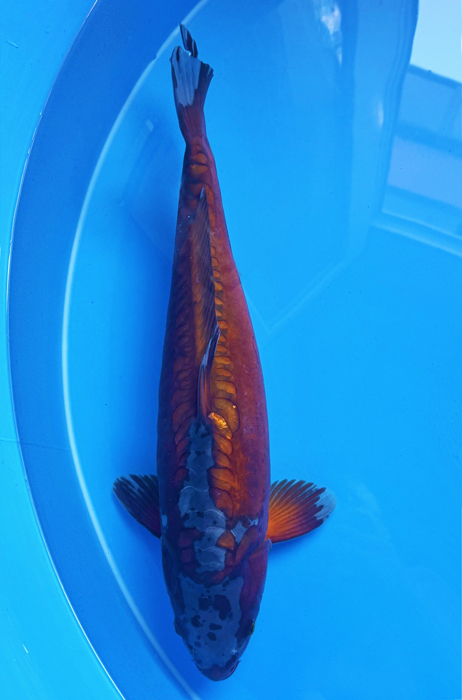 50033 Doitsu Ochiba 57 cm Sansai Female