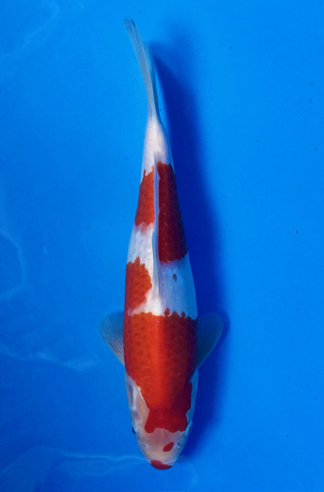 50034 Kohaku 31 cm Jumbo Tosai 90% female