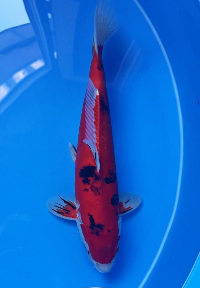 50035 Doitsu Aka Sanke 47 cm Nisai Male