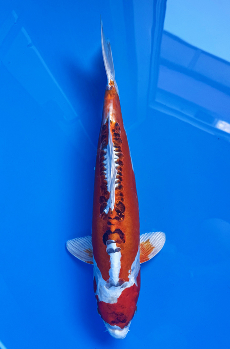 50036  Doitsu Kujaku 48 cm Nisai  Male