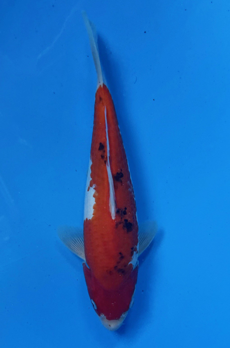 50037  Sanke 33 cm Jumbo Tosai