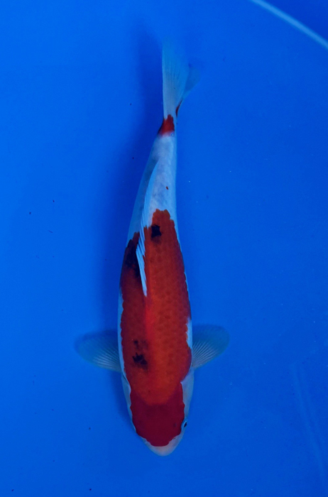 50037  Sanke 33 cm Jumbo Tosai