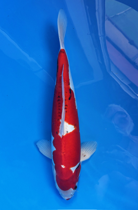 50038 Beni Kumonryu 55 cm Nisai  Male