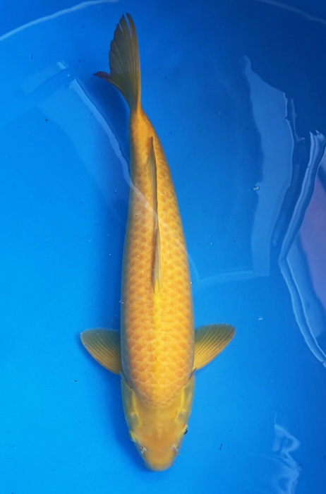 50039 Karashigoi 59 cm Nisai Female