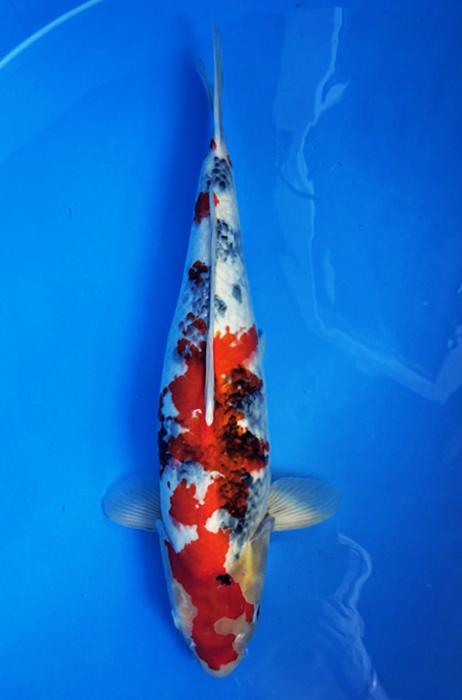 50040 Showa 60 cm Sansai Female