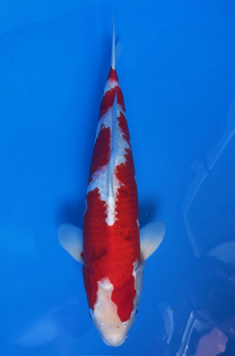 50041 Sanke  Nisai 45 cm