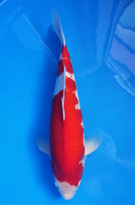 50042 Kohaku 52 cm Sansai