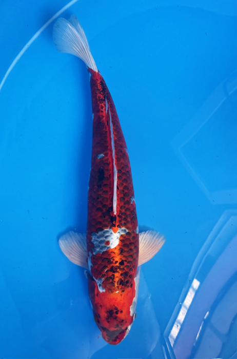 50043 Kujaku-Goromo 56 cm Sansai  Male