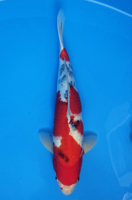 50044  Sanke  45 cm Nisai Female
