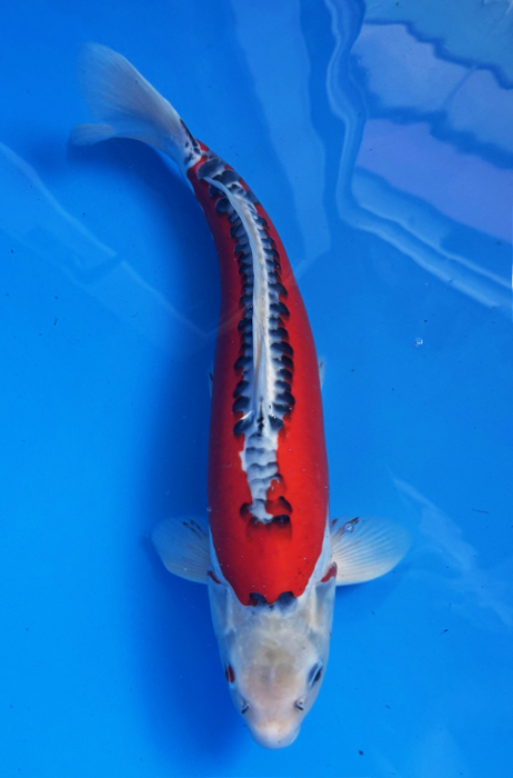 50045 Shusui 51 cm Nisai
