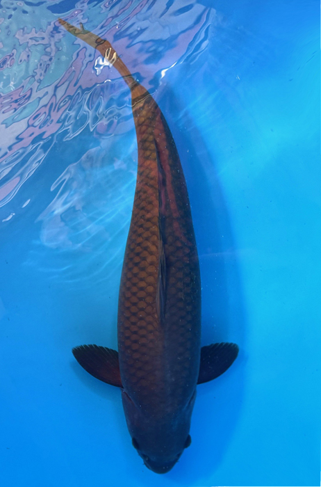 50046 Chagoi 66 cm Sansai