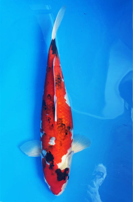50047 Showa  55 cm Sansai Female