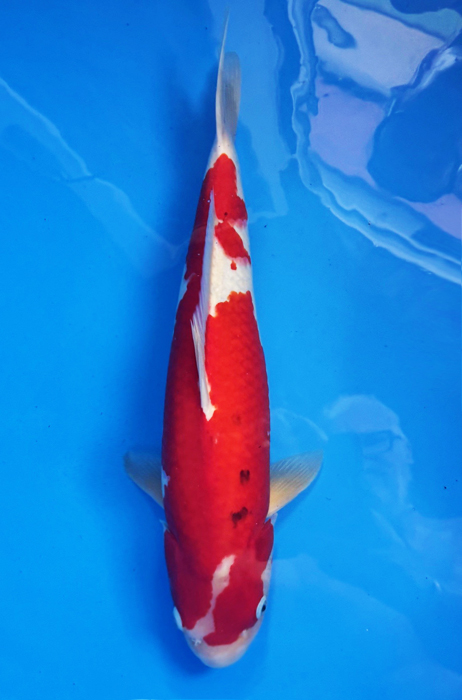 50048 Sanke 55 cm Sansai