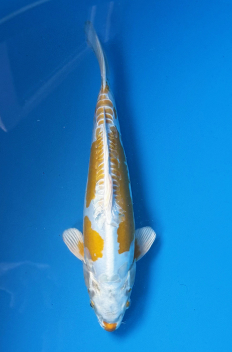 50050 Doitsu Hariwake 40 cm