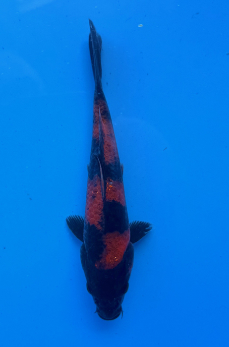 50078 Hi Utsuri 20 cm Tosai