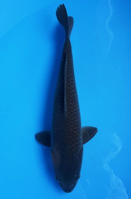 50089 Karasugoi 50 cm Nisai