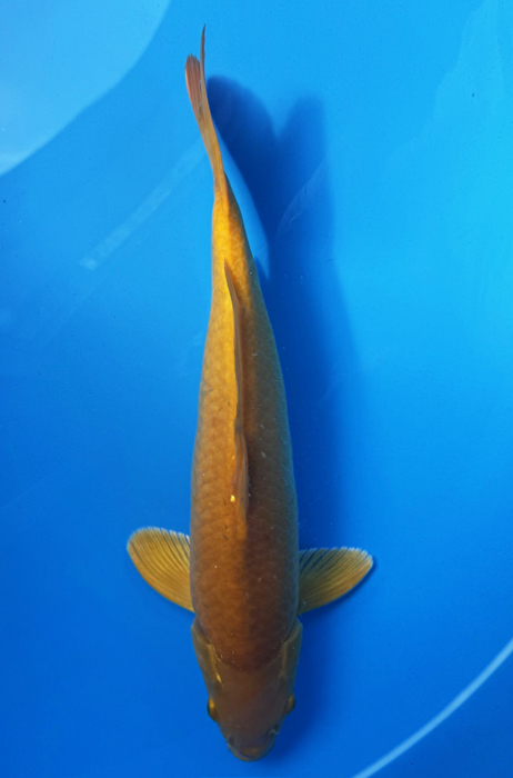 50115 Karashigoi 44 cm Nisai