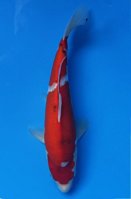 50118 Sanke 30 cm Jumbo Tosai