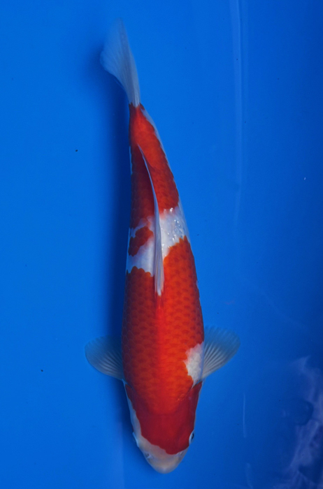 50119 Kohaku 37 cm Jumbo Tosai