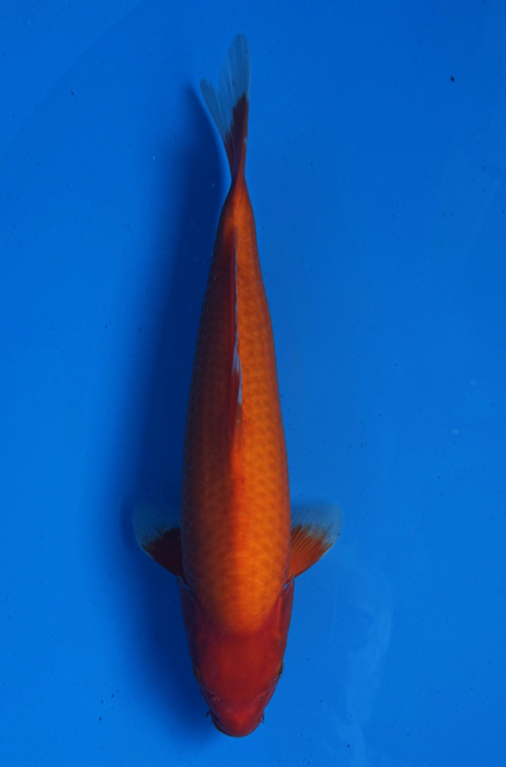 50120 Aka Hijiro 40 cm Jumbo Tosai