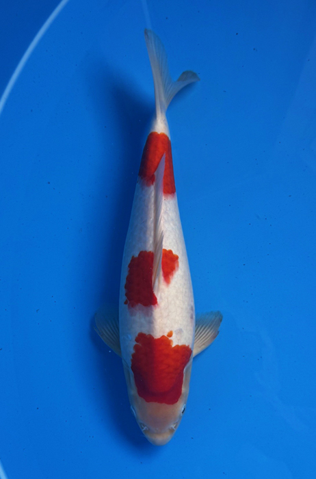 50121 Drie stap Kohaku 40 cm Jumbo Tosai