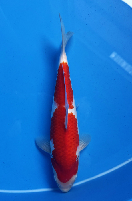 50122 Kohaku 36 cm Jumbo Tosai.