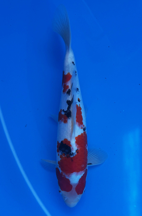 50123 Sanke 33 cm Jumbo Tosai